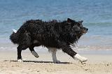 BORDER COLLIE 1604